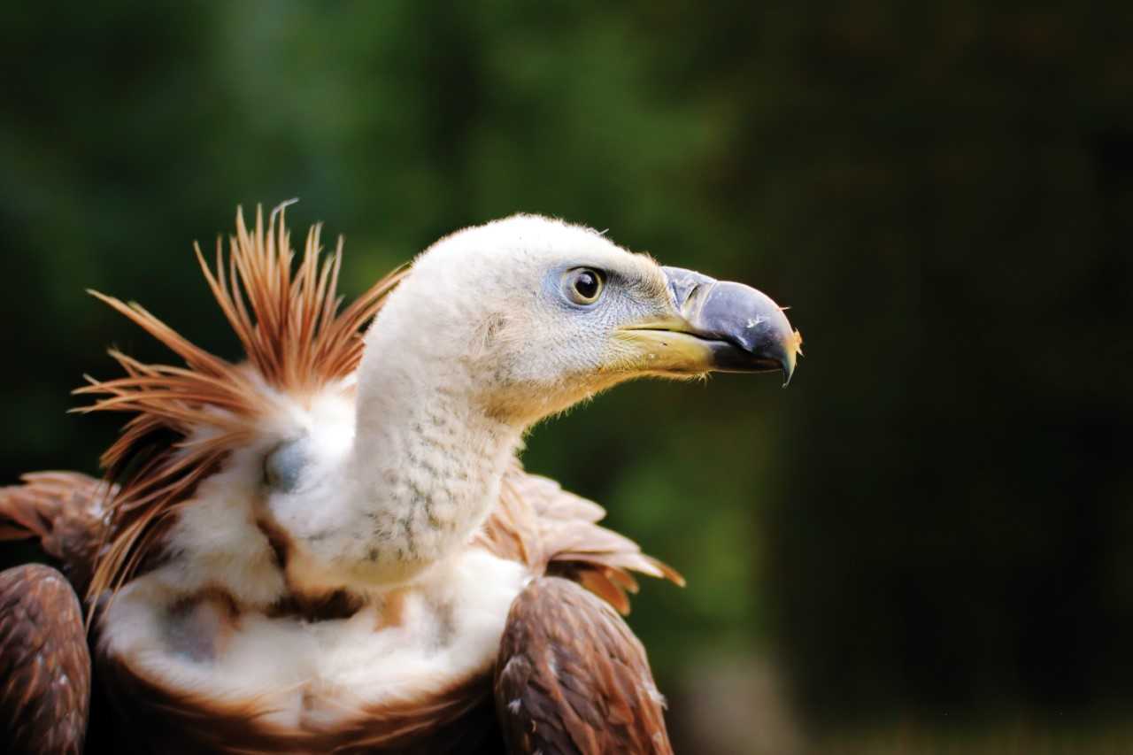 Parc animalier Zoodyssée, Villiers-en-Bois - photo 13
