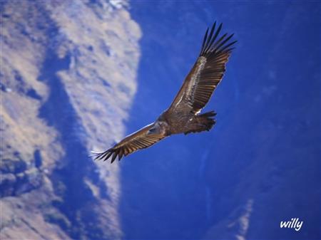 Randonnée accompagnée Mendi Gaiak : sur les traces des vautours