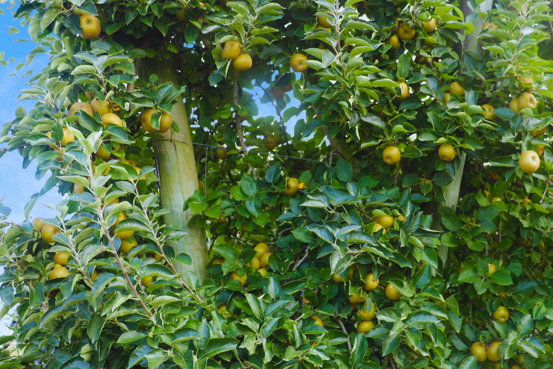 Verger Pélanne - photo 2