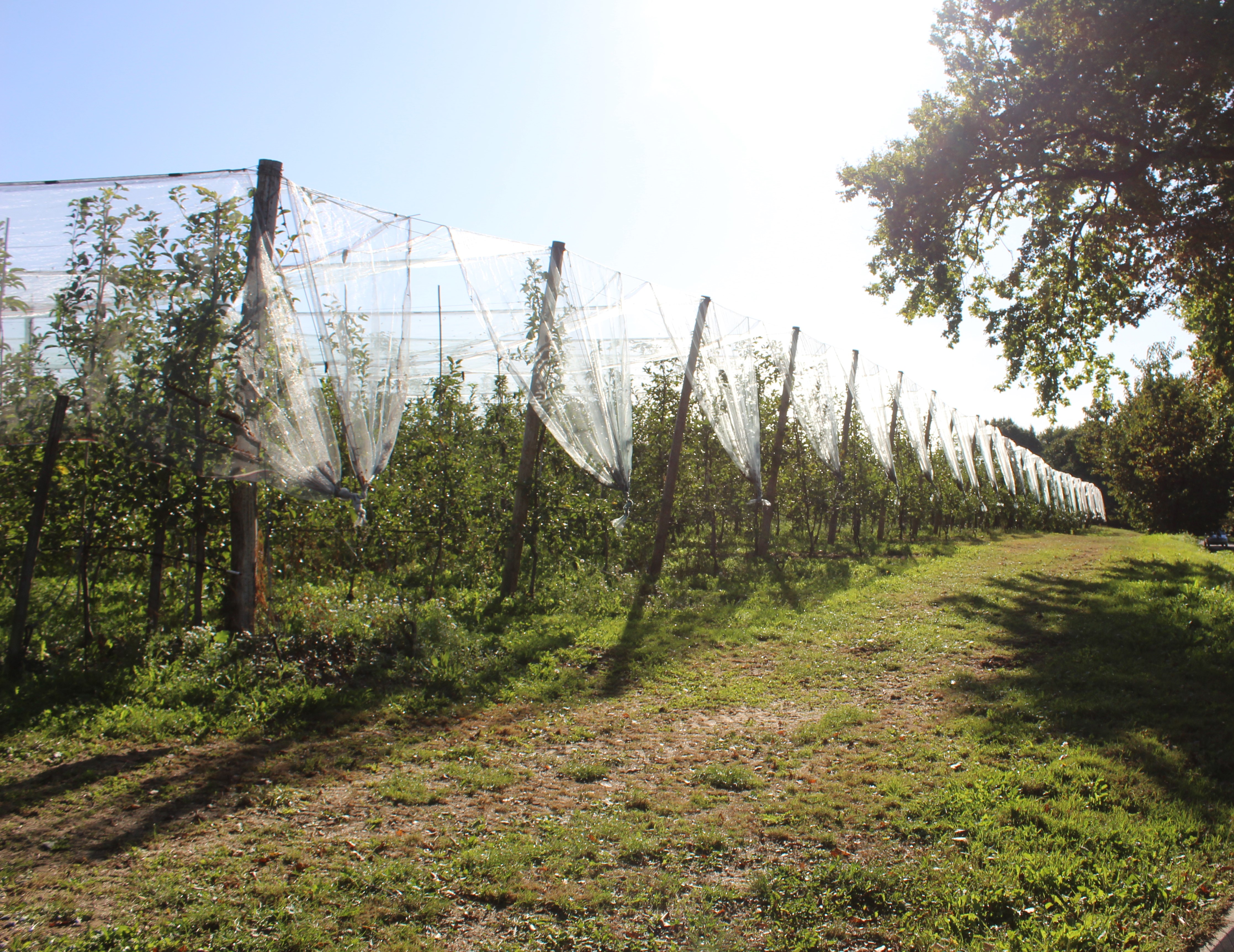 Sur les pas d'Innocent VI, Beyssac - photo 8