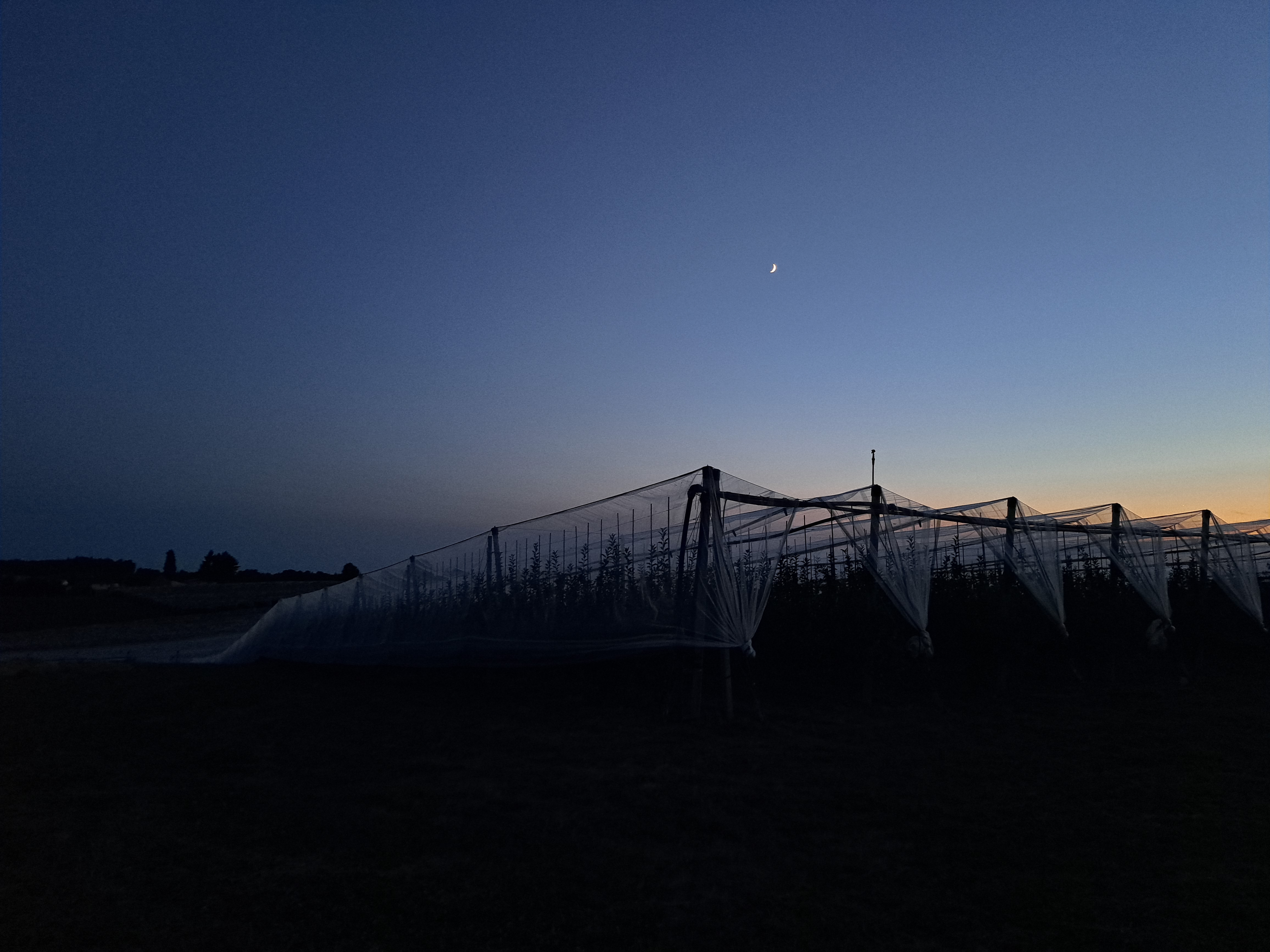 Les Vignes - photo 5