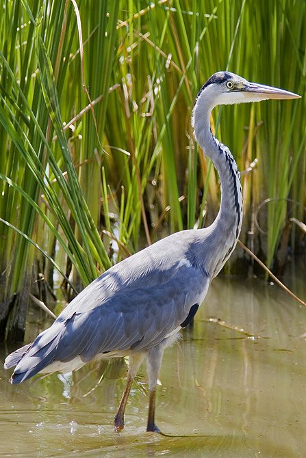 Circuit des Serves, Videix