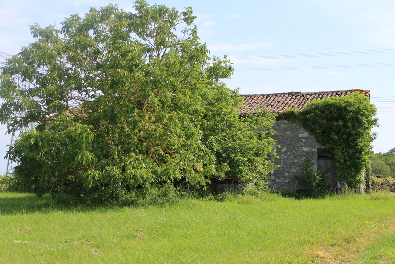 Boucle locale du coucou à Landerrouat, Landerrouat