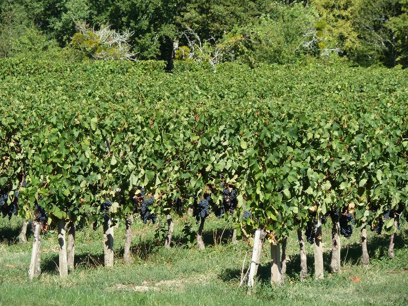 Château La Plante - photo 2