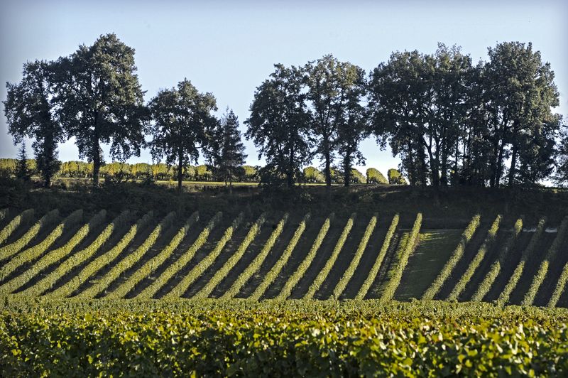 Boucle autour de la vigne à Colombier