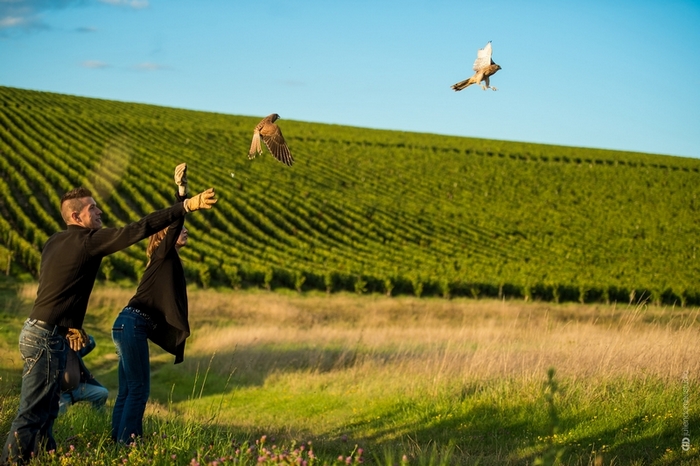 Vignerons de Buzet - photo 3