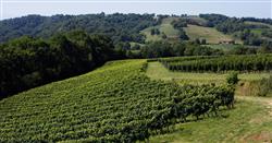 Vignes
