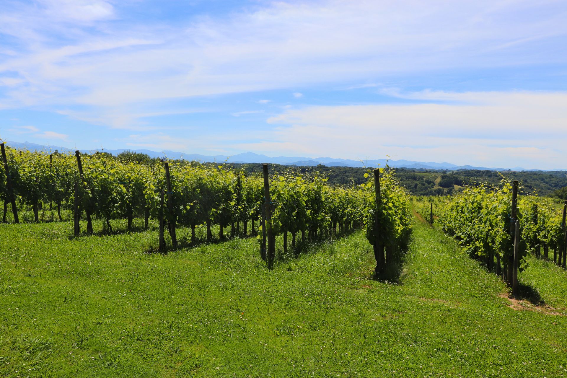 Domaine Malarrode - photo 2