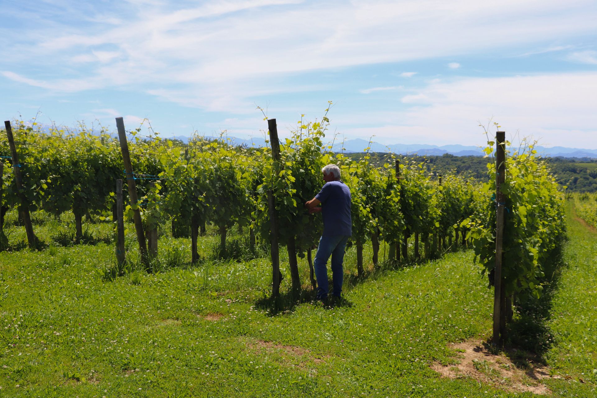 Domaine Malarrode - photo 5