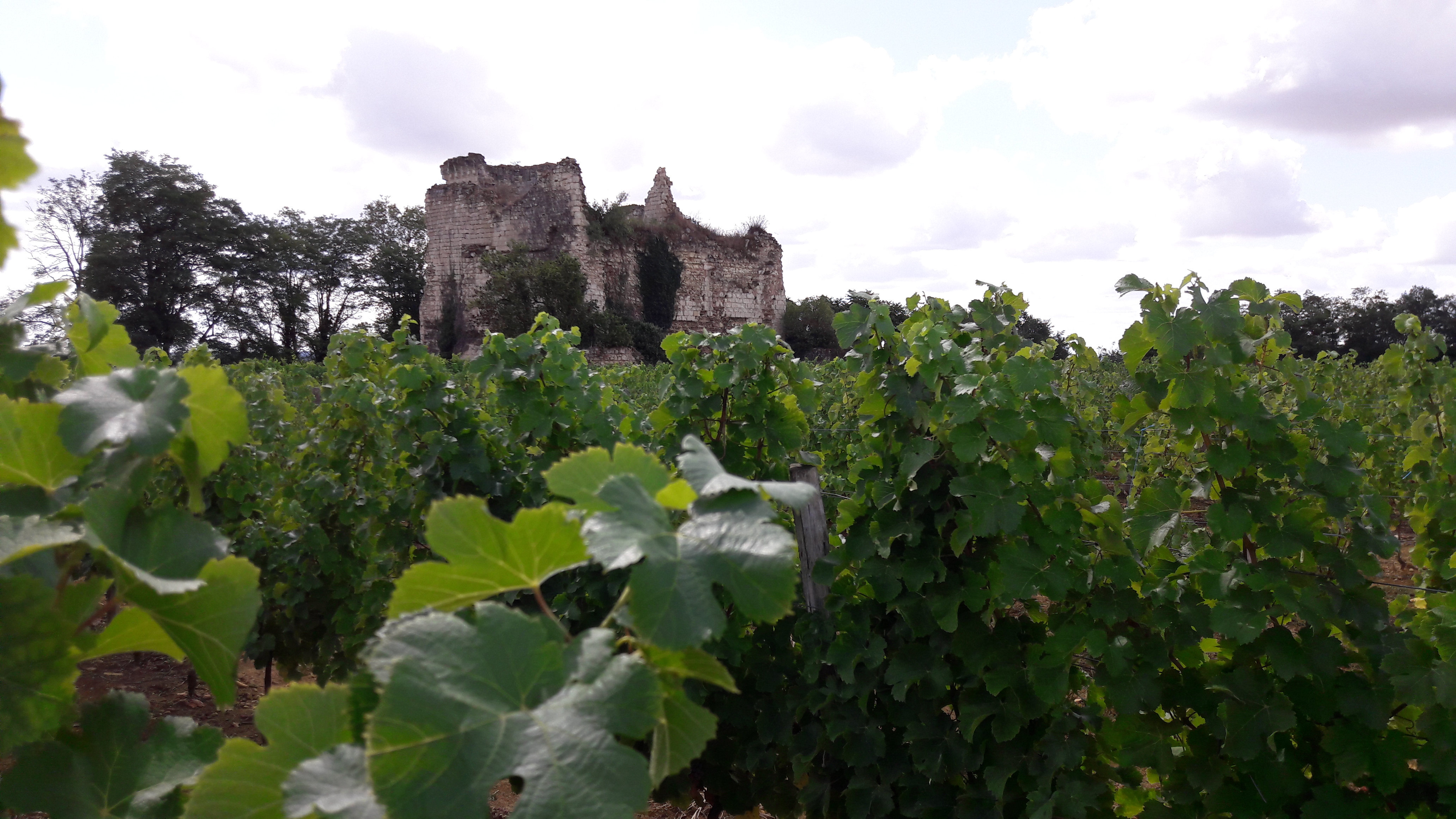Domaine La Tour Beaumont — photo 2