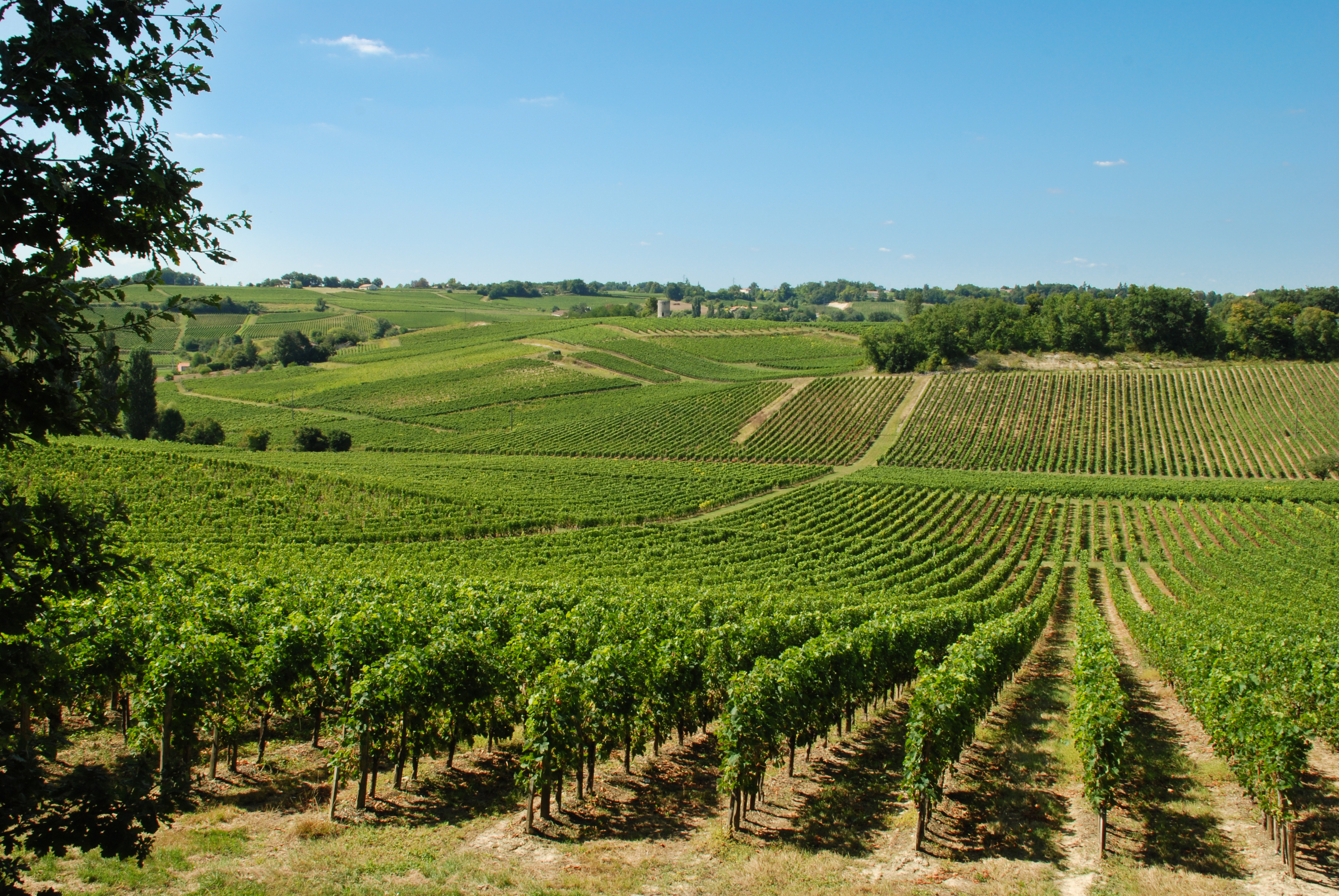 Boucle du Tertre de Fronsac, Fronsac - photo 2