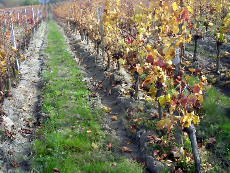 Vignoble Pestoury - photo 4