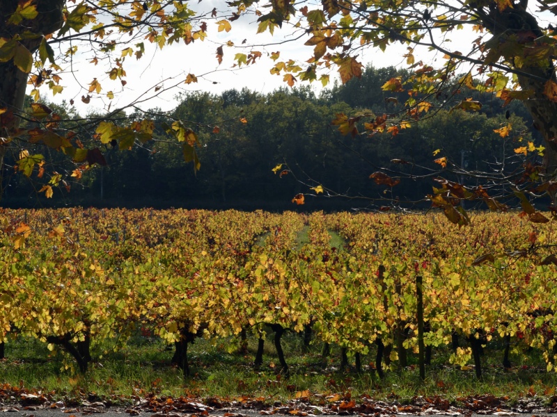 Vignoble Pestoury - photo 2