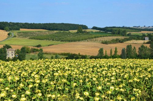 Villebramar, la balade des tulipes agenaises, Villebramar - photo 3