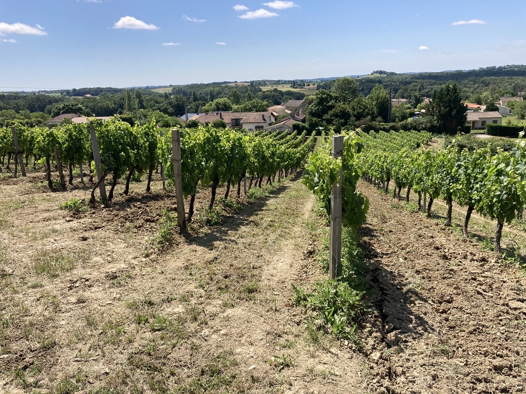 Vignoble Expérience