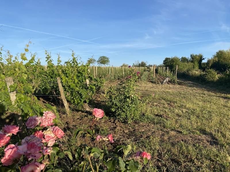 Les vignes du bourg Joly