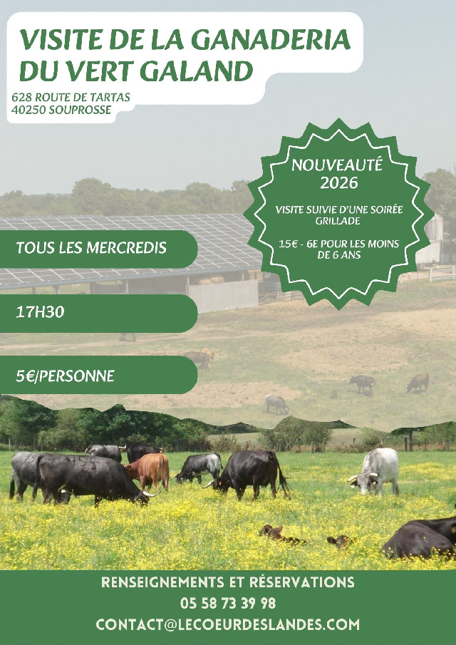Visite de la Ganadéria du Vert Galant