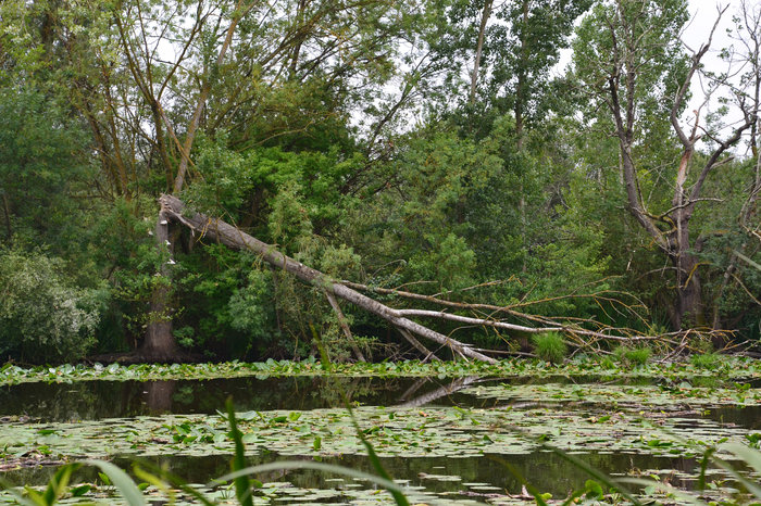 Fête de la Nature - Visite de la Réserve Naturelle Nationale de la Mazière, Villeton