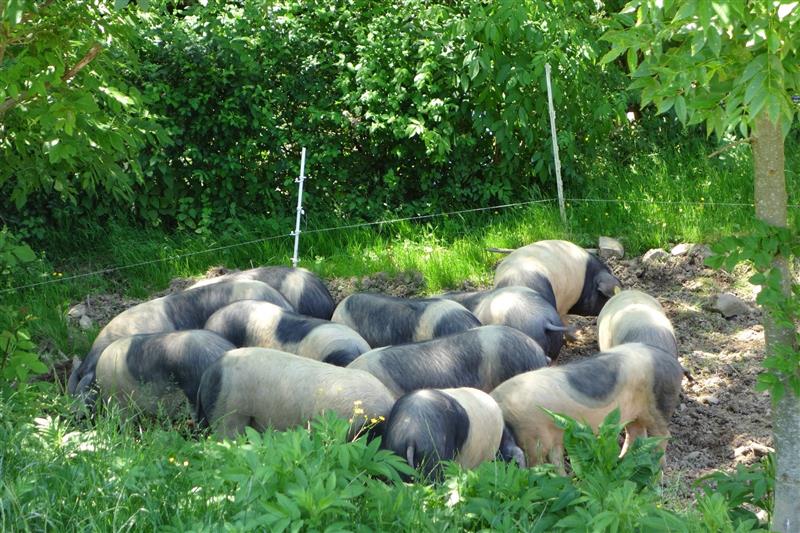 Ferme Aozteia 