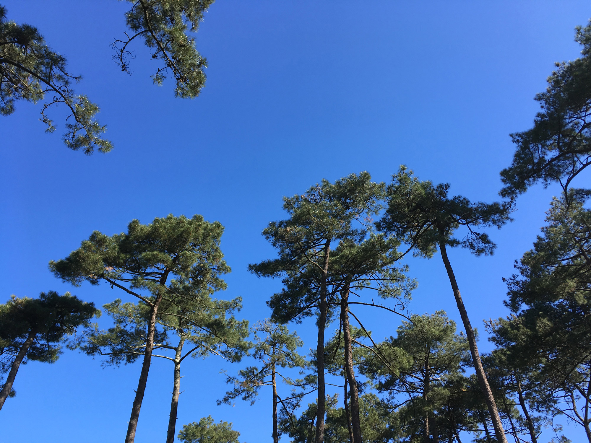 Visite des forages de la forêt du Pignada