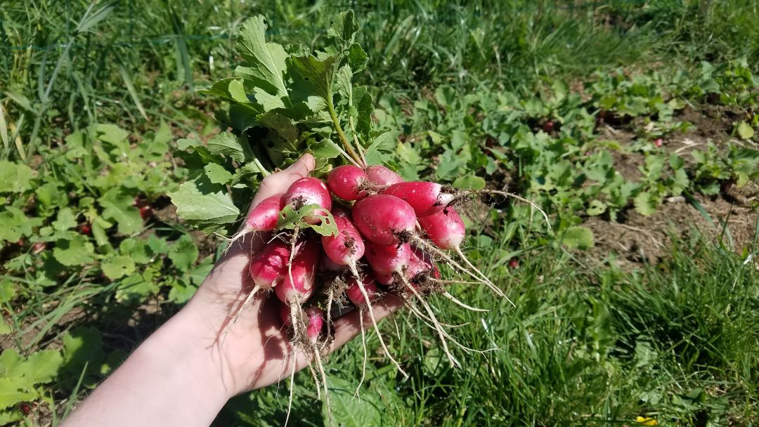 Devenir Autosuffisant : activités en permaculture