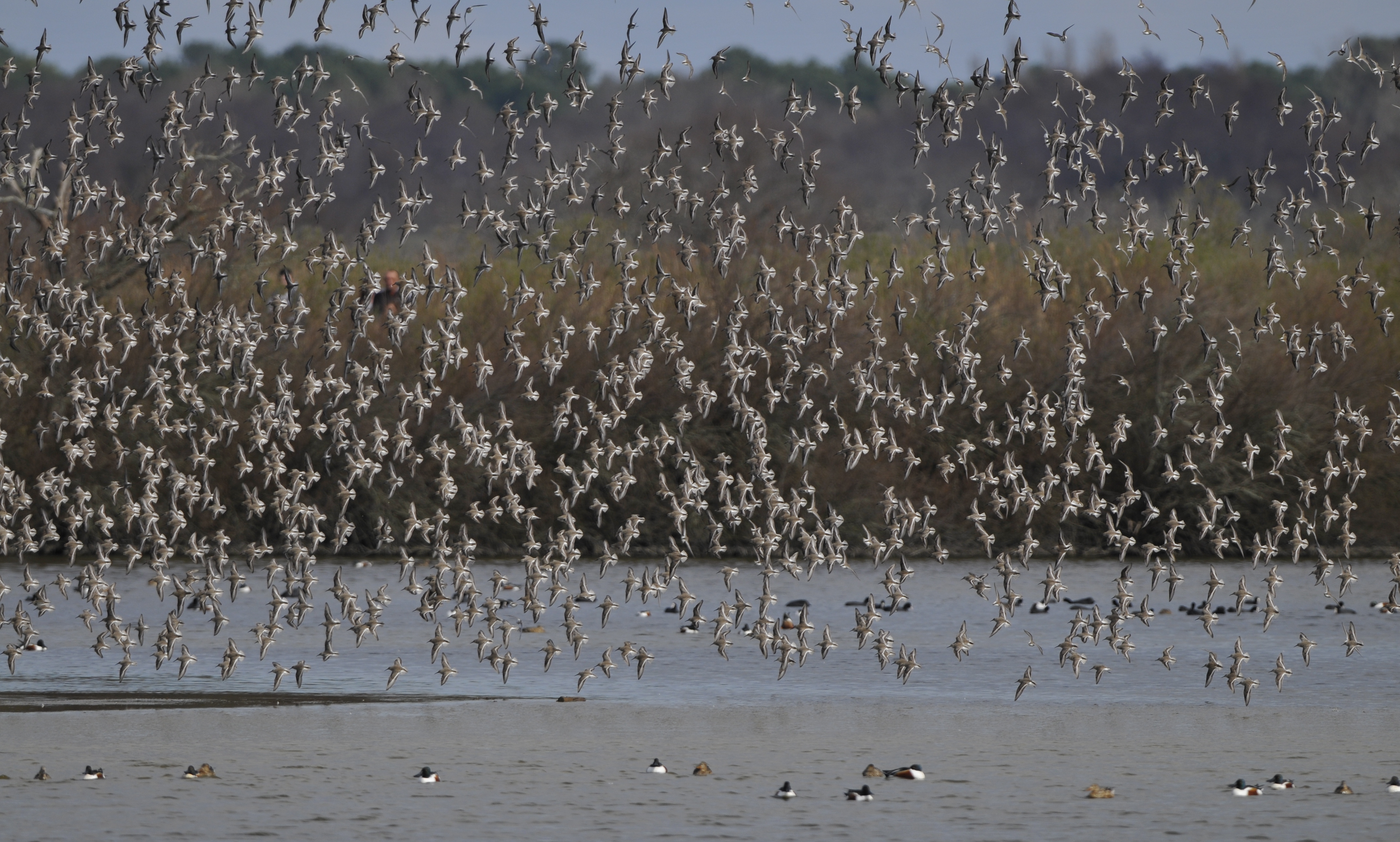 Formation aux oiseaux du littoral : les limicoles, le temps de l'hiver, Le Teich