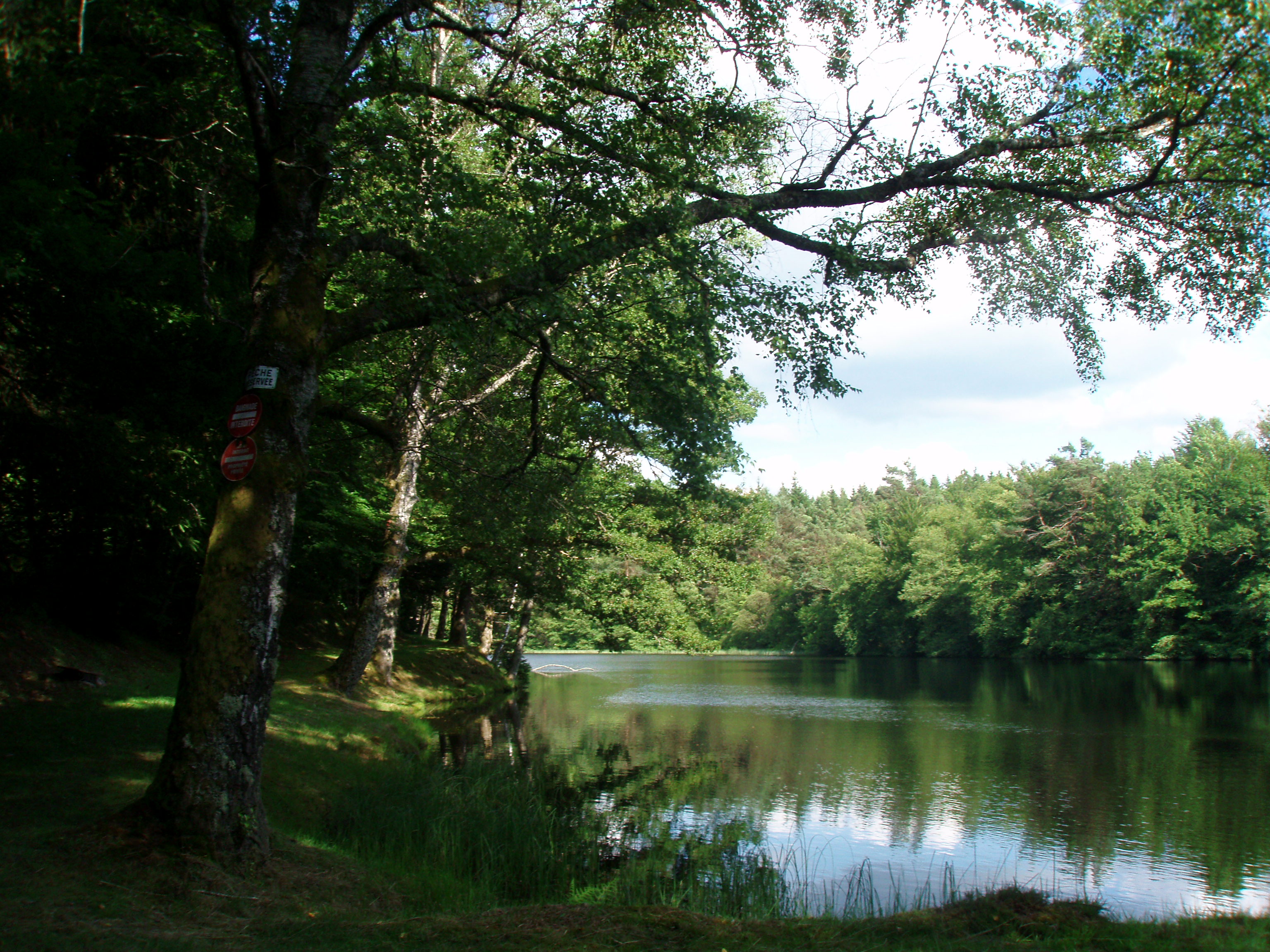 Le bois de Tempêtier, Bugeat