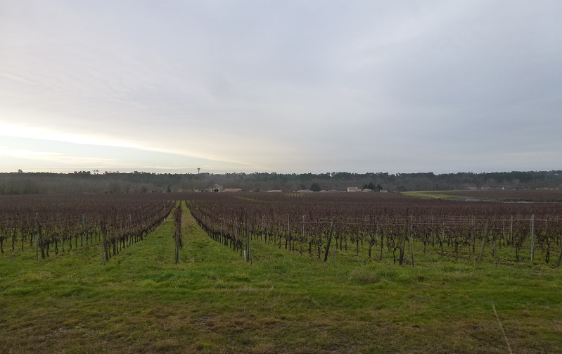 Vue sur les vignes et château d'eau de Reignac