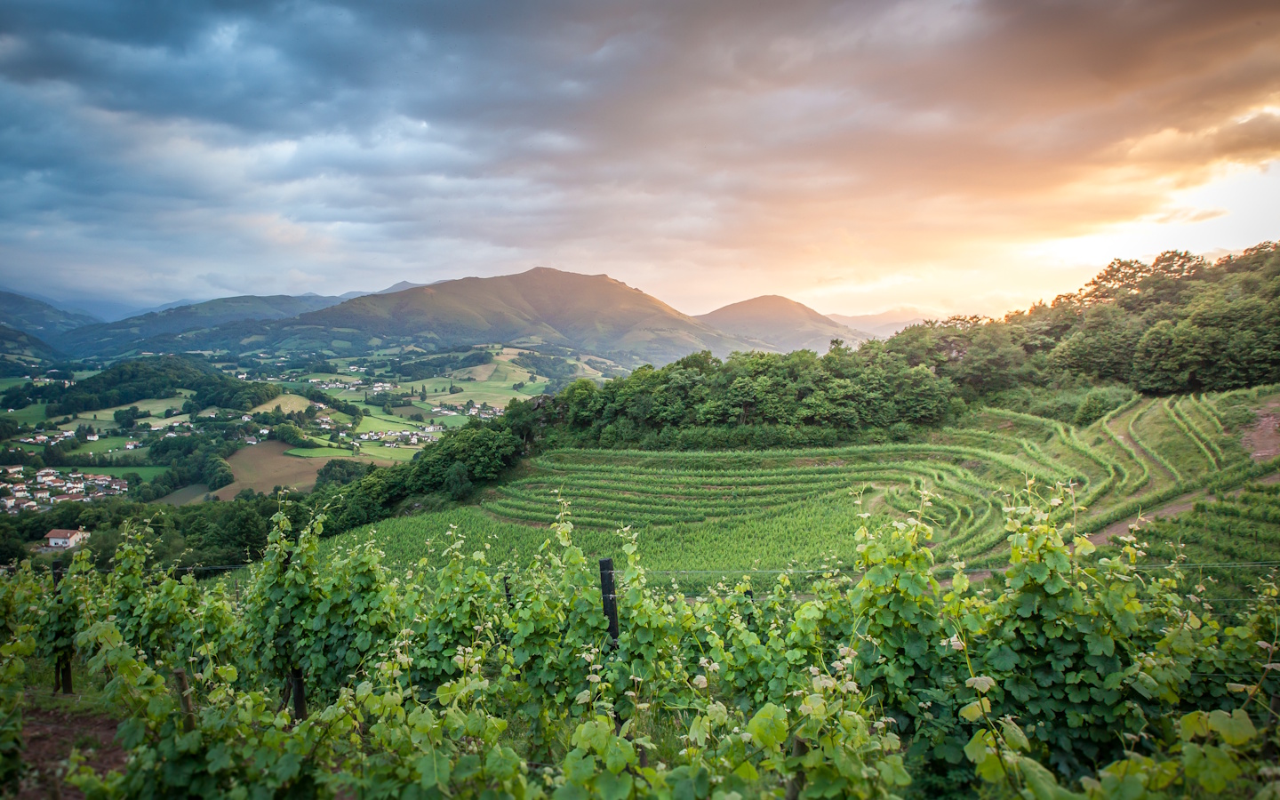 Les AOP du Pays Basque — photo 2