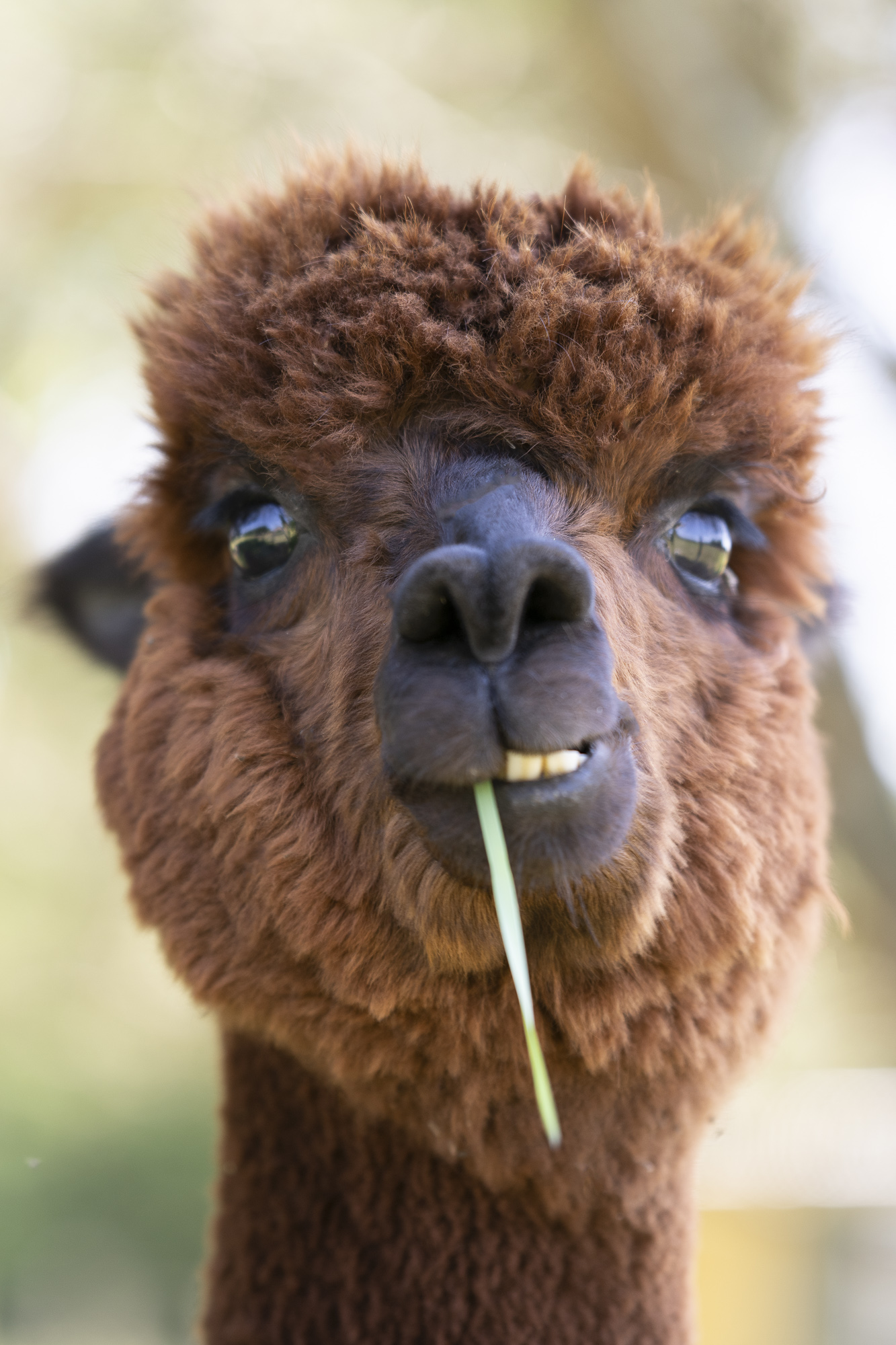 La Fermette du Pérougord, Rouffignac-Saint-Cernin-de-Reilhac - photo 8
