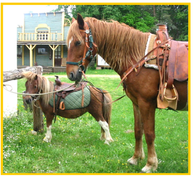 Centre équestre "West Wood Ranch"