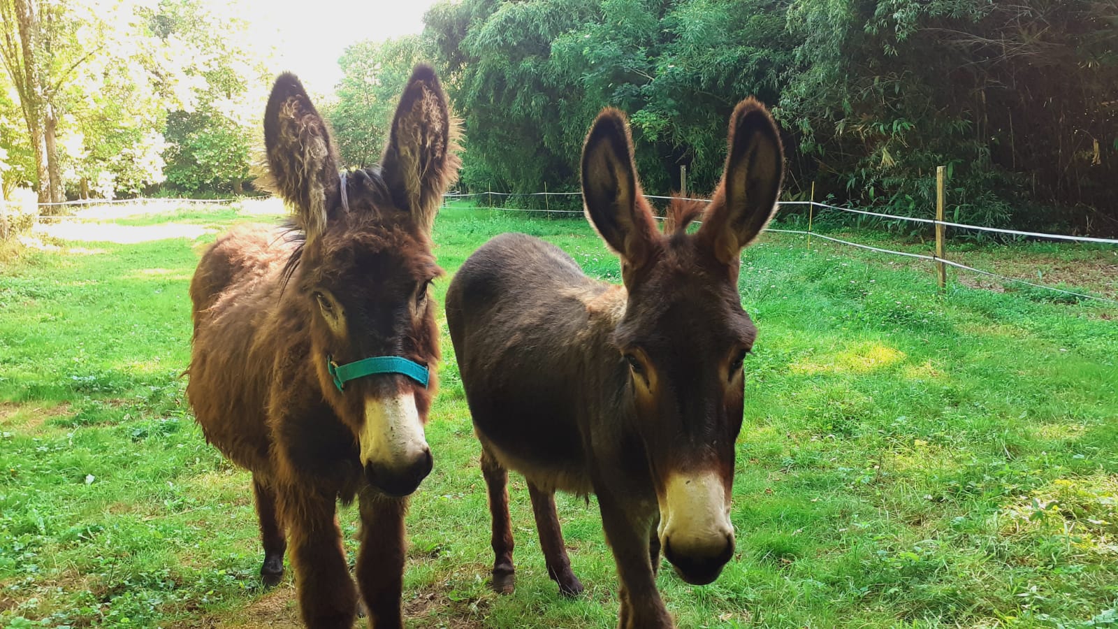 Val de Flore, Saint-Pardoux-Soutiers - photo 3
