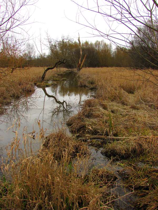 Marais des Brizards, Les Billaux - photo 9