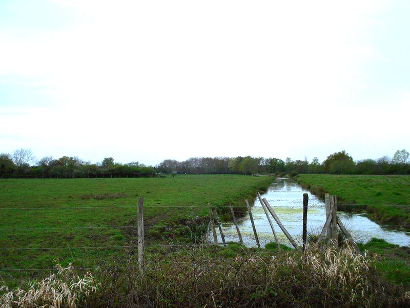 Bocage humide des bords de Garonne