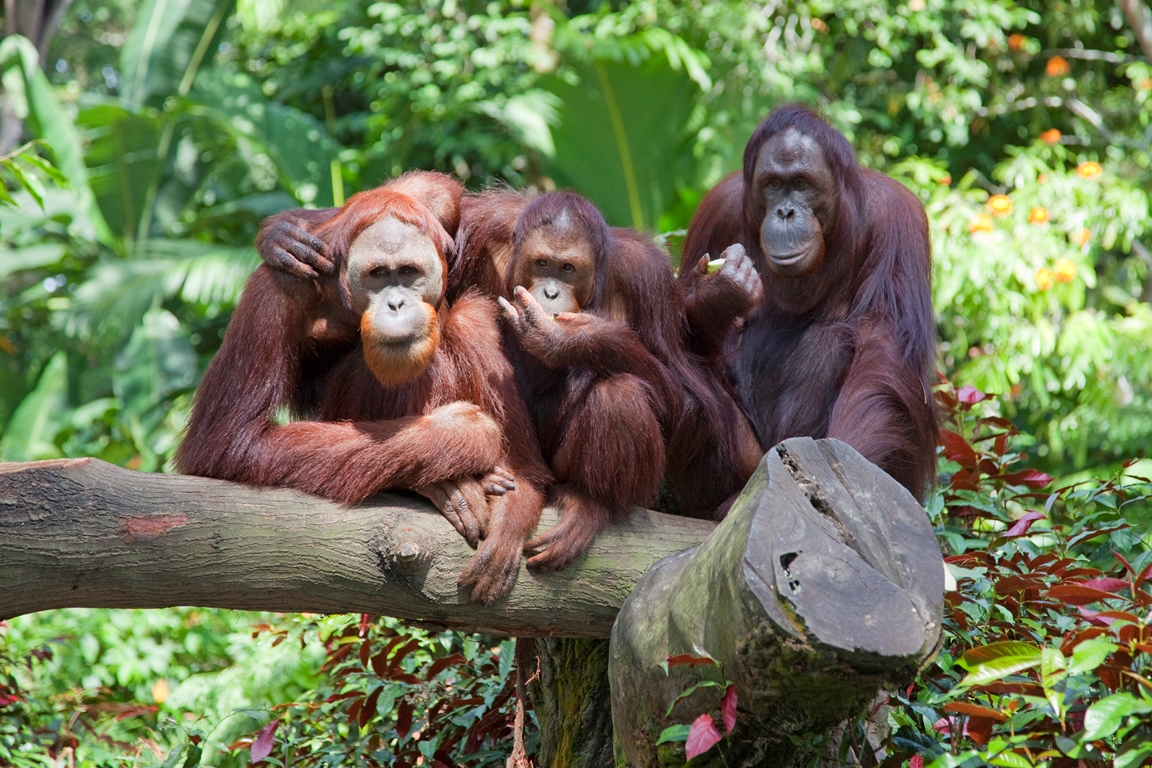 Zoo du Bassin d’Arcachon