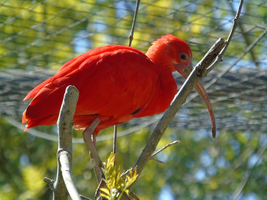 Zoo Refuge de Mescoules/Bergerac, Mescoules - photo 12