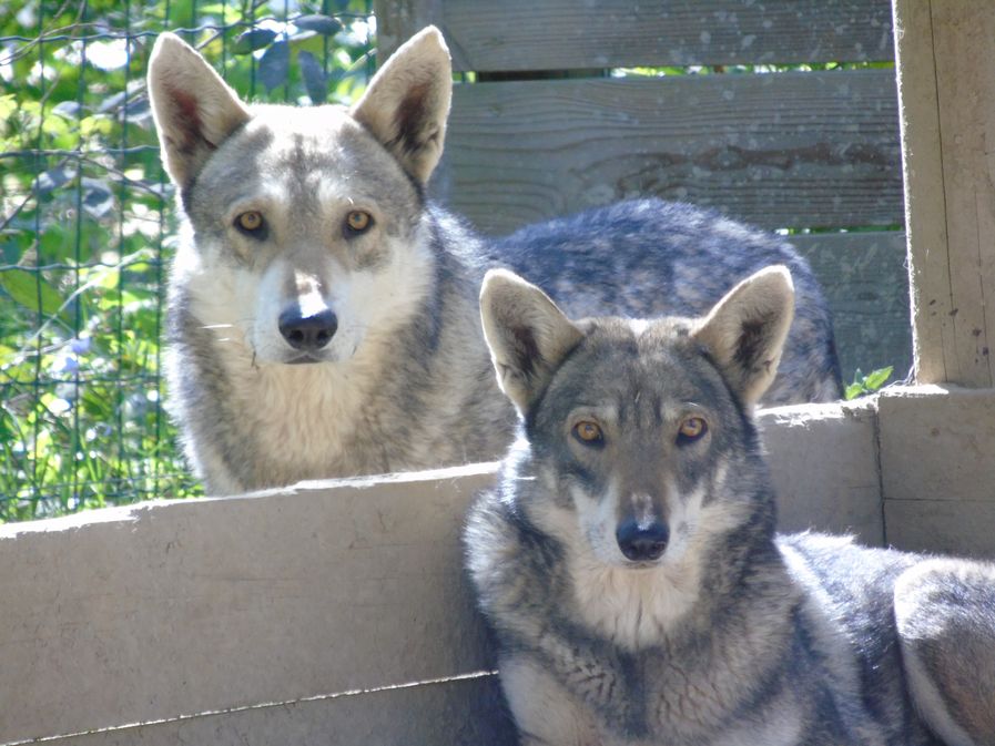 Zoo Refuge de Mescoules/Bergerac, Mescoules - photo 13