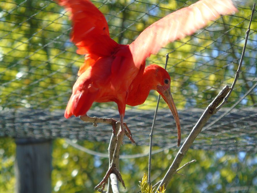 Zoo Refuge de Mescoules/Bergerac, Mescoules - photo 6