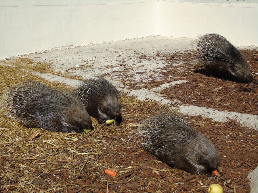 Zoo Refuge de Mescoules/Bergerac, Mescoules - photo 5