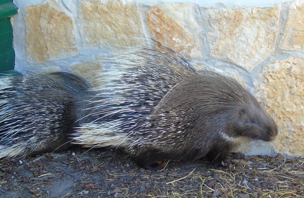 Zoo Refuge de Mescoules/Bergerac, Mescoules - photo 4