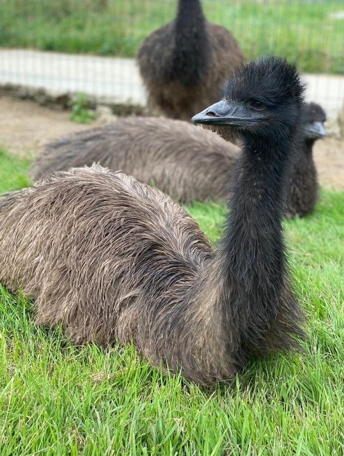 Zoo Refuge de Mescoules/Bergerac, Mescoules - photo 3