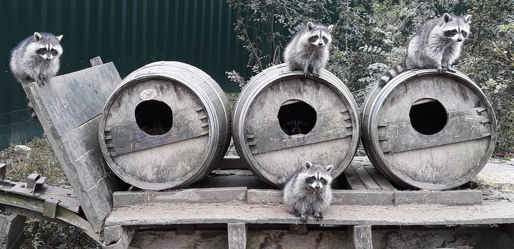 Zoo Refuge de Mescoules/Bergerac, Mescoules - photo 10