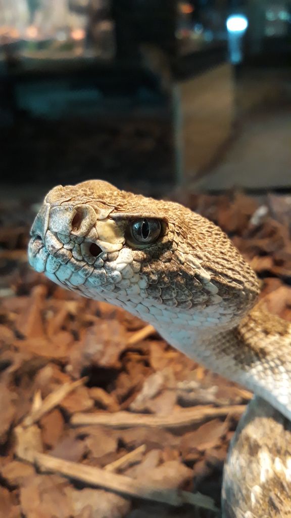 Zoo Refuge de Mescoules/Bergerac, Mescoules - photo 7