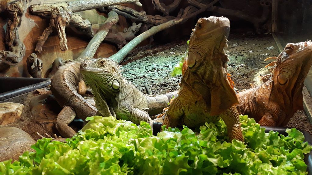 Zoo Refuge de Mescoules/Bergerac, Mescoules - photo 11