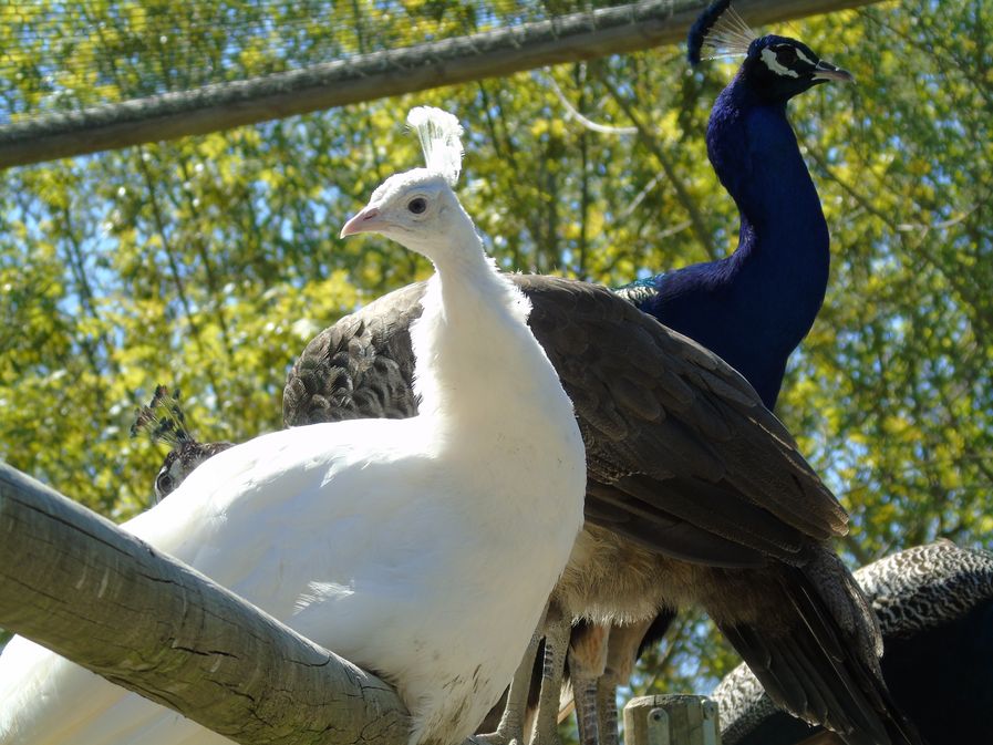 Zoo Refuge de Mescoules/Bergerac, Mescoules - photo 9