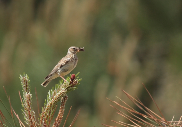 Sentier de découverte du plateau d'Argentine, La Rochebeaucourt-et-Argentine - photo 4