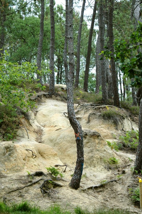 Forêt de la Double, Saint-Christophe-de-Double - photo 3