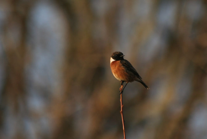 Sentier de découverte du plateau d'Argentine