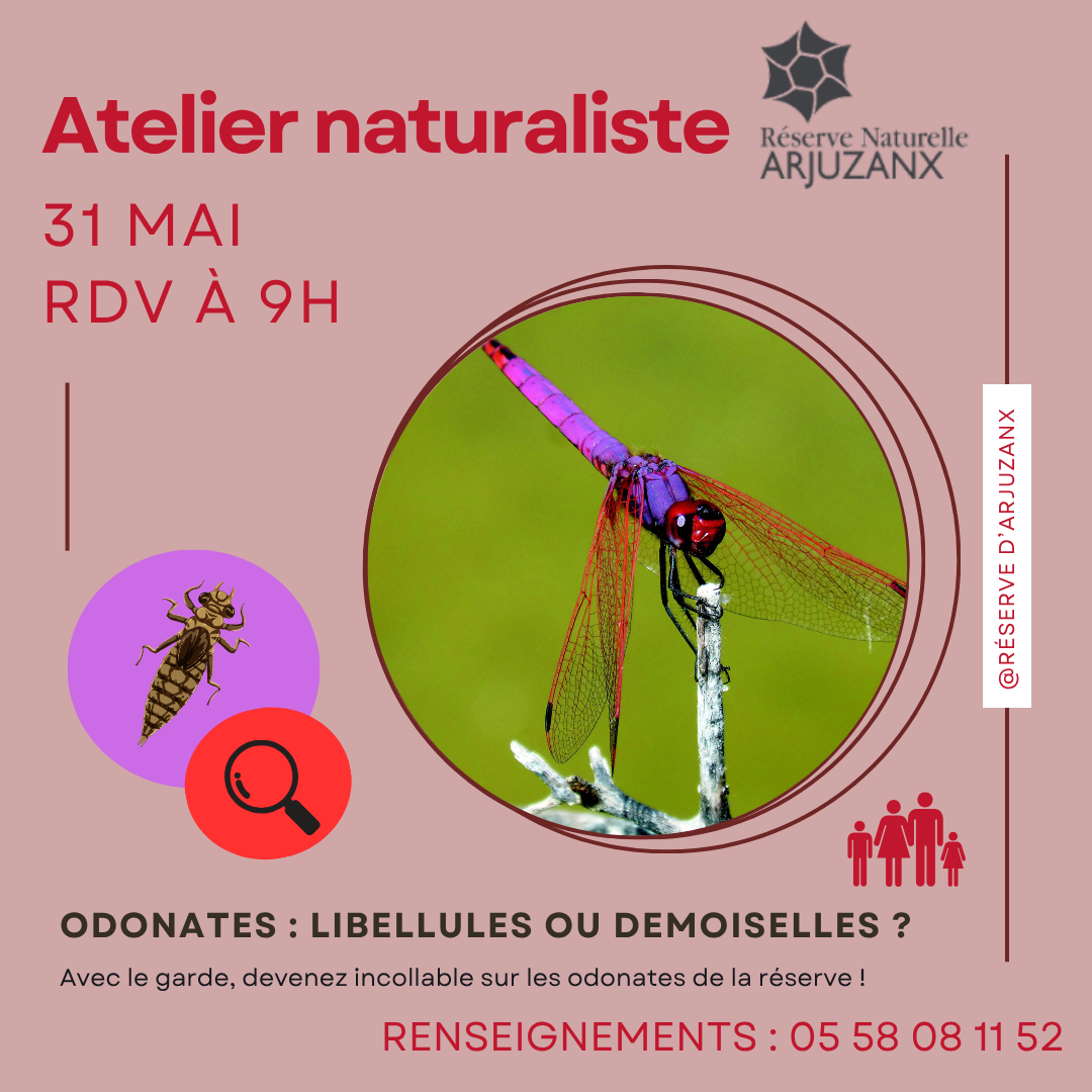 Odonates  : Libellules ou Demoiselles