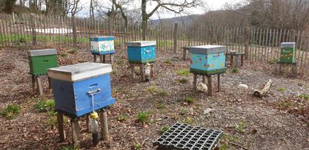 Des fleurs et des abeilles 